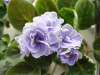 SAM_1721.webp