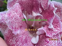 IMG_2543 копи.webp