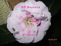 IMG_2584 копи.webp