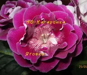 IMG_2414 копи.webp