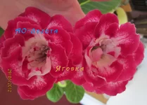 IMG_1933 копи.webp