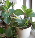  опознание 2.webp