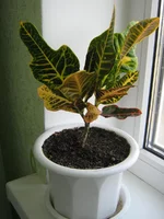 IMG_1724.webp