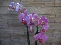 IMG_0821.jpg