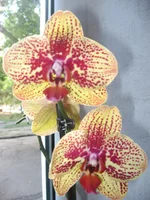 IMG_0861.webp
