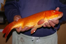 IMGP9899 (Копировать).webp