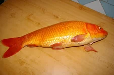 IMGP9906 (Копировать).webp