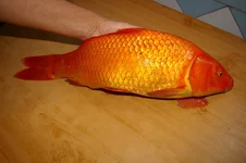 IMGP9907 (Копировать).webp