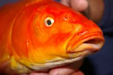 IMGP9909 (Копировать).webp