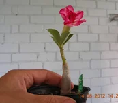 DSCN9767.webp
