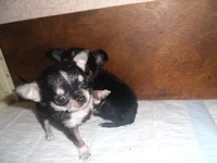 SAM_5337.webp