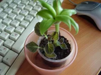 .webp