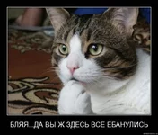 144.webp