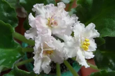 Sunkissed Rose_thumb.webp