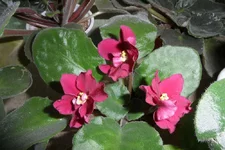 -Бой Быков_thumb.webp