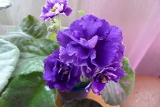 -Властелин колец_thumb.webp