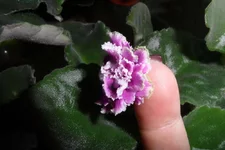 -Гранатовый Иней_thumb.webp