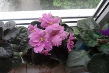  - Мальвина_thumb.webp