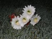 P1010027.webp