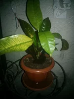 WP_000003.webp