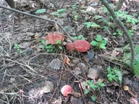 IMG_7137.jpg