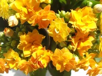 SDC19250-1.webp