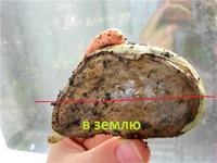 mango seed.webp