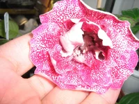 IMG_0145.webp