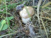 DSC00436.jpg