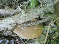 DSC00438.jpg