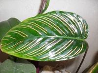 SDC12593.webp