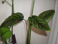SDC12595.webp
