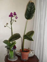 SDC12592.webp
