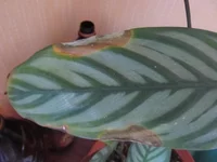  рожденья 2012 028.webp