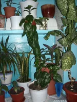 DSCN3066.JPG