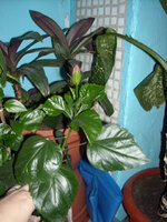 DSCN3068.JPG