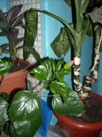 DSCN3069.JPG