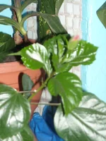 DSCN3070.JPG
