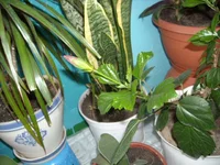 DSCN3189.JPG