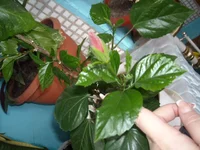 DSCN3190.JPG