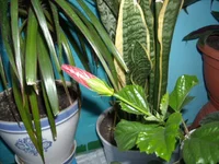 DSCN3196.JPG
