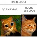  выборов.webp