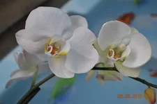 DSC_0619.JPG
