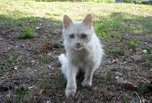 white_kote.webp