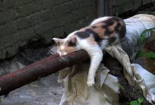 kote_spit.webp