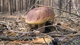  размера IMG_1661.webp