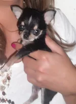 SAM_5617.webp
