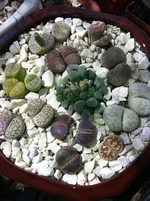 stones 3.jpg