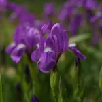 IMGP9340_960.webp