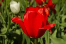 6t_1199.webp